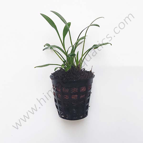 Cryptocoryne parva/ Dwarf cryptocoryne (large pot)