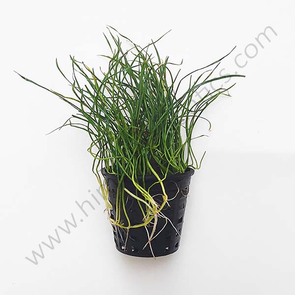 Lilaeopsis mauritiana- carpet plant (Large Pot)