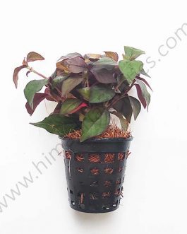 Hemigraphis sp. pink (Large Pot)