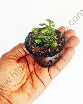 Anubias Nana ‘Petite’ (small sized plant pot /single plant)