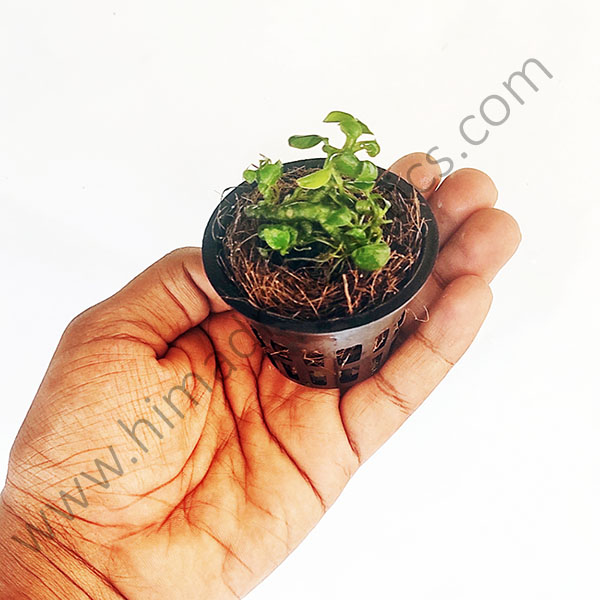 Anubias Nana 'Petite' (small sized plant pot /single plant) - Image 2