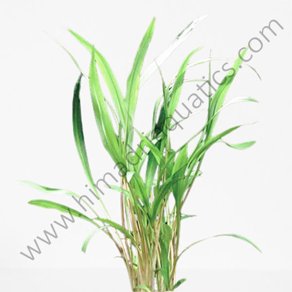 Cryptocoryne Spiralis Green (single plant)
