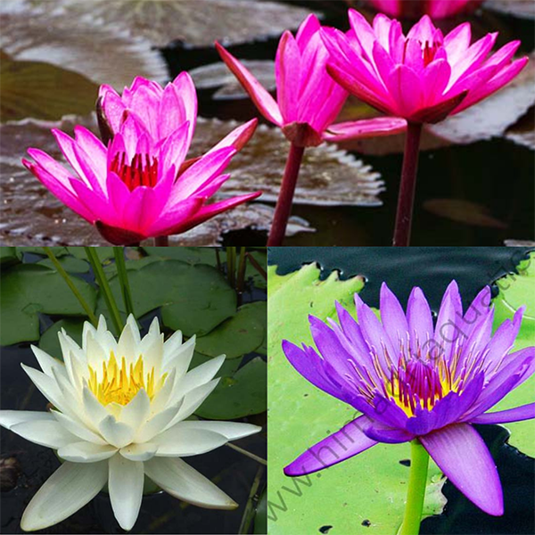 Nymphiya Blue, white and dark pink water lilies (3 plants)