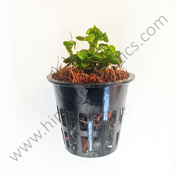 Anubias Nana 'Petite' (small sized plant pot /single plant) - Image 3
