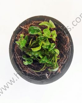 Anubias Nana ‘Petite’ (small sized plant pot /single plant)