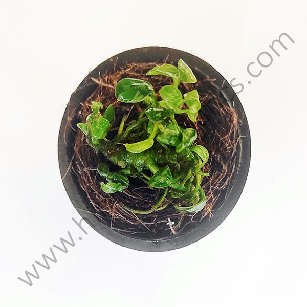 Anubias Nana 'Petite' (small sized plant pot /single plant)