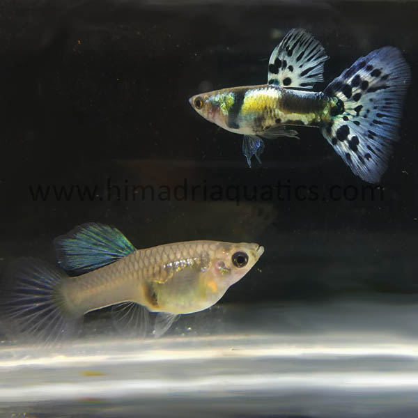 Galaxy blue tiger guppy Pair