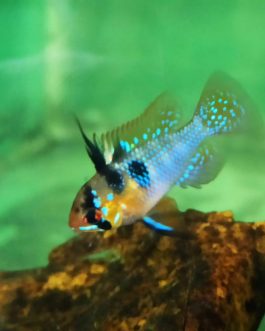 German blue Ramirez (5 Pieces)