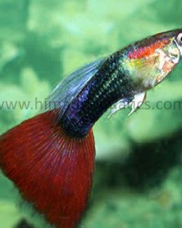 Red Tuxedo Guppy Pair