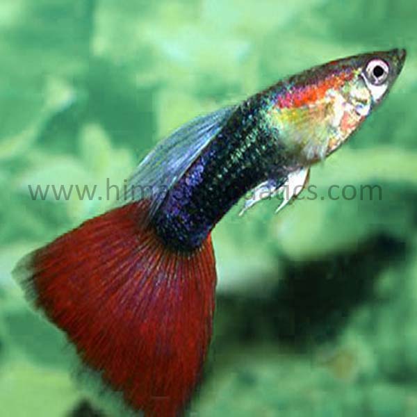 Red Tuxedo Guppy Pair