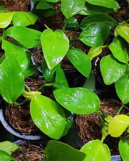 Anubias Nana Gold (Small Pot)