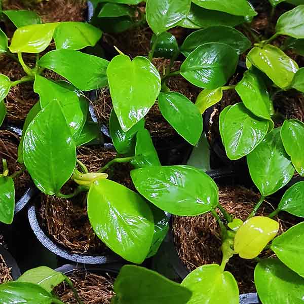Anubias Nana Gold (Small Pot)