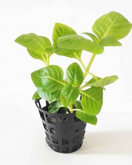 Limnophila Sp Rugosa (pot)