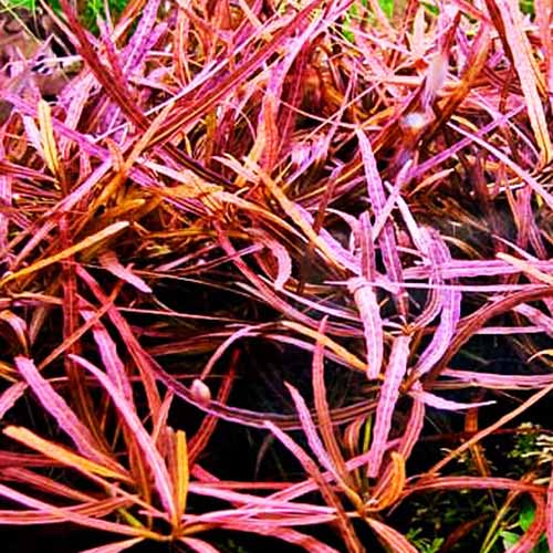 Hygrophila "Tiger"/ Hygrophila Sp. "Araguaia" (Pot)