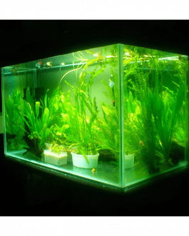 Aquarium Accessories & Rocks