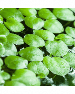 Floating & pond plants