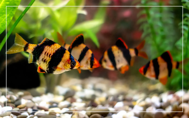 Tiger Barb (15 Pieces) - Image 8