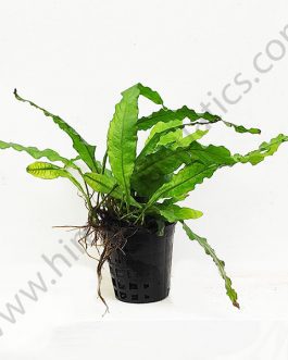 Microsorum pteropus/Wrinkled leaf/Java fern-wrinkled leaf (Large Pot)