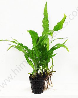 Microsorum pteropus/narrow leaf fern/Philippine fern (Large Pot)