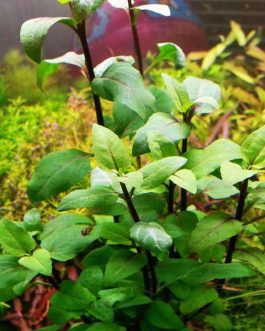 Acmella repens ( large pot)