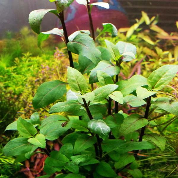 Acmella repens ( large pot) - Image 2