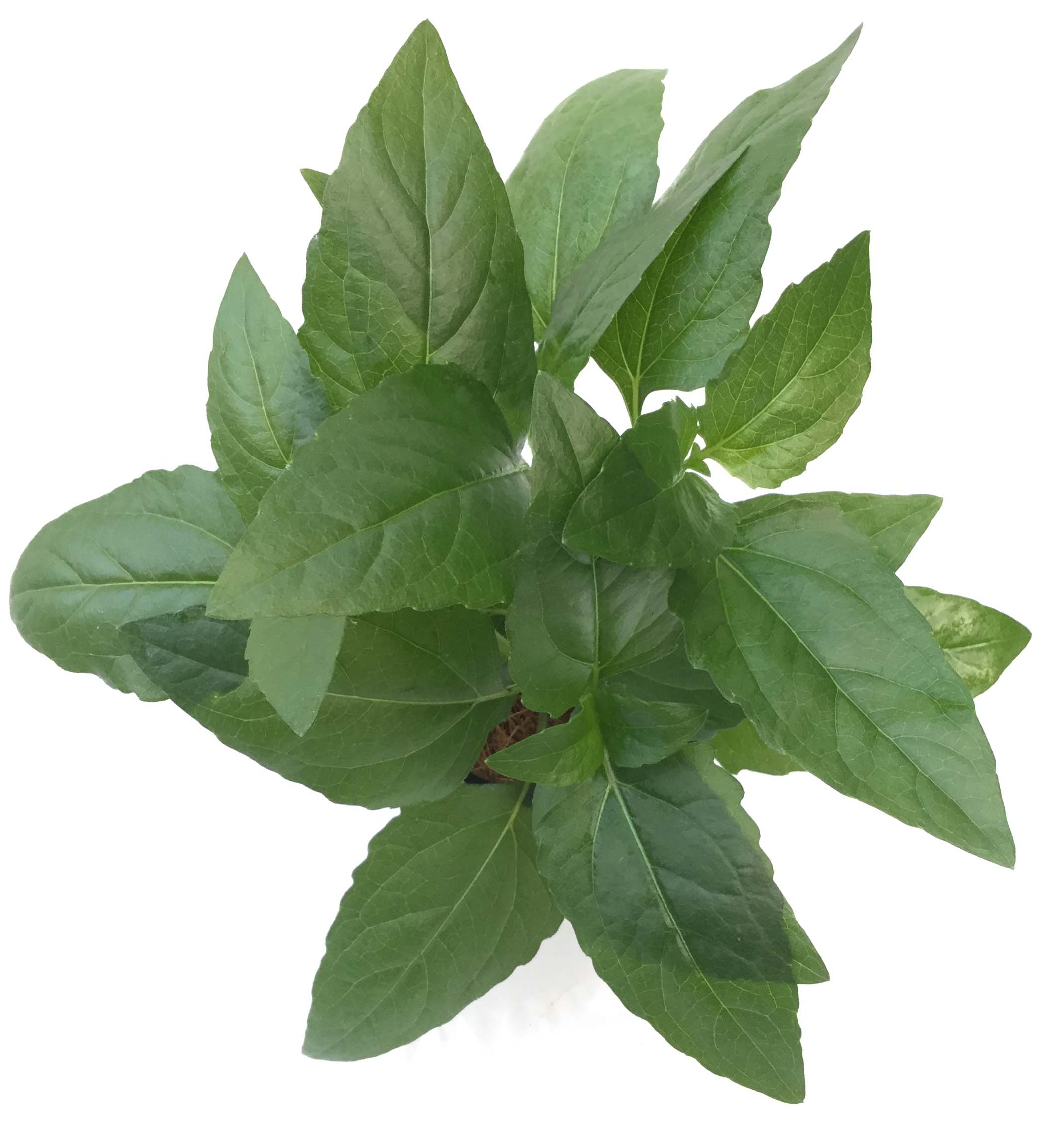 Acmella repens ( large pot)