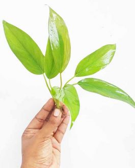 Aglaonema Simplex
