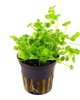 Bacopa australius (pot)