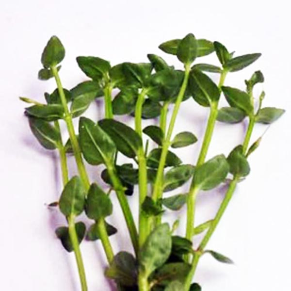 Lindernia dubia (pot) - Image 3