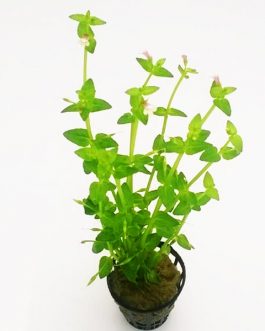 Lindernia dubia (pot)