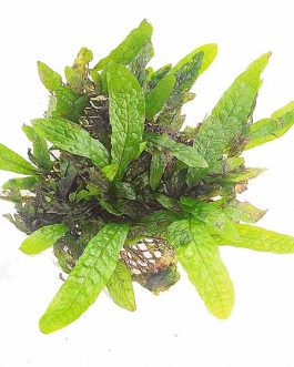 Microsorum Pteropus ‘Dwarf Green Gnome’ (mesh)