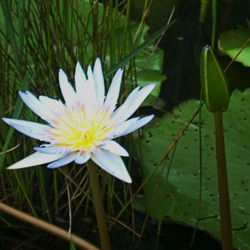Nymphiya Blue, white and dark pink water lilies (3 plants) - Image 3