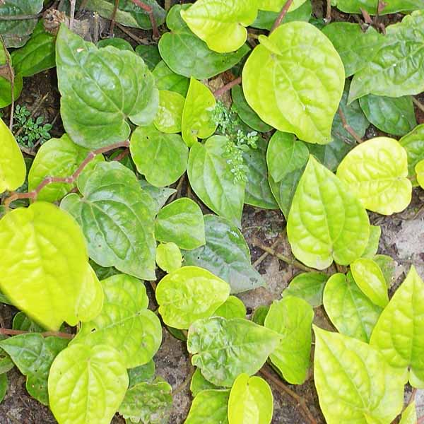 Piper Betle (single plant)