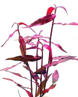 Polygonum sp. ‘Sao paulo’ Red (pot)