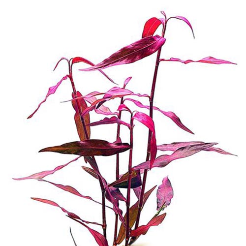 Polygonum sp. 'Sao paulo' Red (pot)