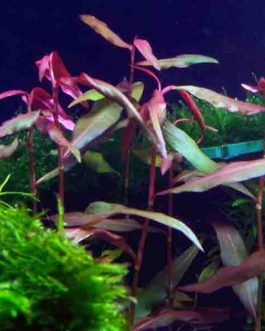 Polygonum sp. ‘Sao paulo’ Red (pot)