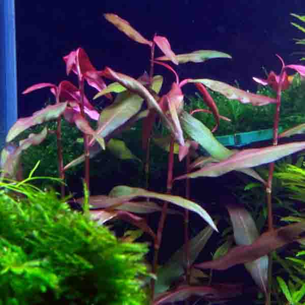 Polygonum sp. 'Sao paulo' Red (pot) - Image 2