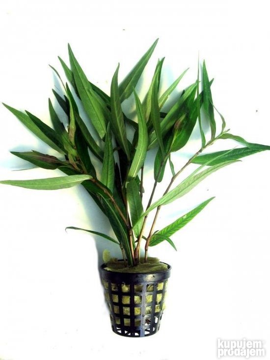 Polygonum sp. 'Sao paulo' Red (pot) - Image 3