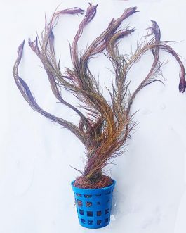 Rotala wallichii ‘Mexicana’/ Copper red walichii (large pot)