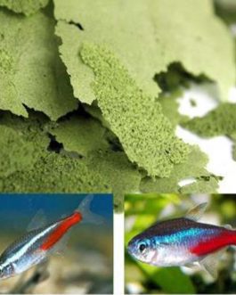 Ocean Treat Spirulina Flake(100 gm)