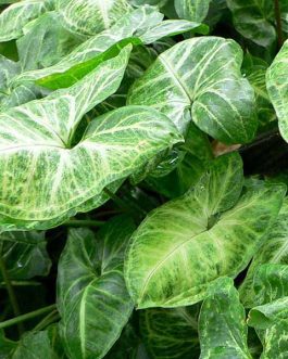 Syngonium podophyllum (single plant)