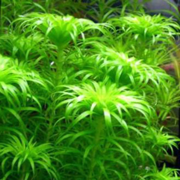 Tonina fluviatilis (pot) - Image 2