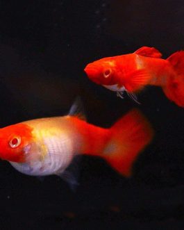 Albino Koi guppy pair