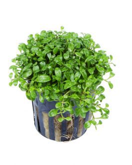Glossostigma Elatinoides (Large Pot/ large patch)