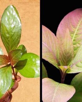 Hygrophila Sp. Quadrivalvis “Apple Red” (1 stem)