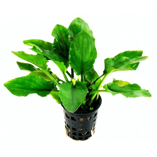 Lagenandra nairii 'Compact'/ Dwarf lagenandra (large pot)