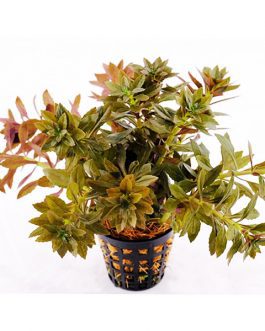 Limnophila Aromatica Mini (large pot)