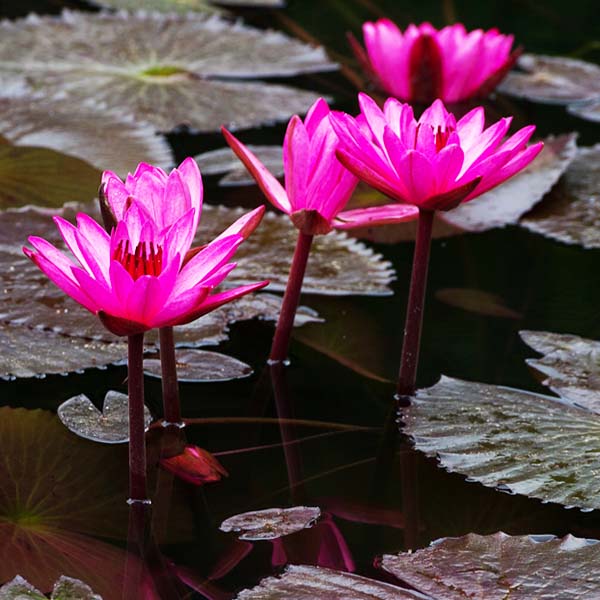 Nymphiya Blue, white and dark pink water lilies (3 plants) - Image 5