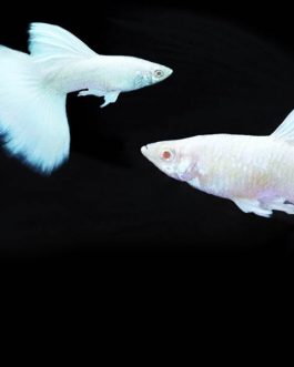 Platinum white guppy pair