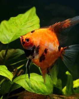 Red koi angel (4 pieces)